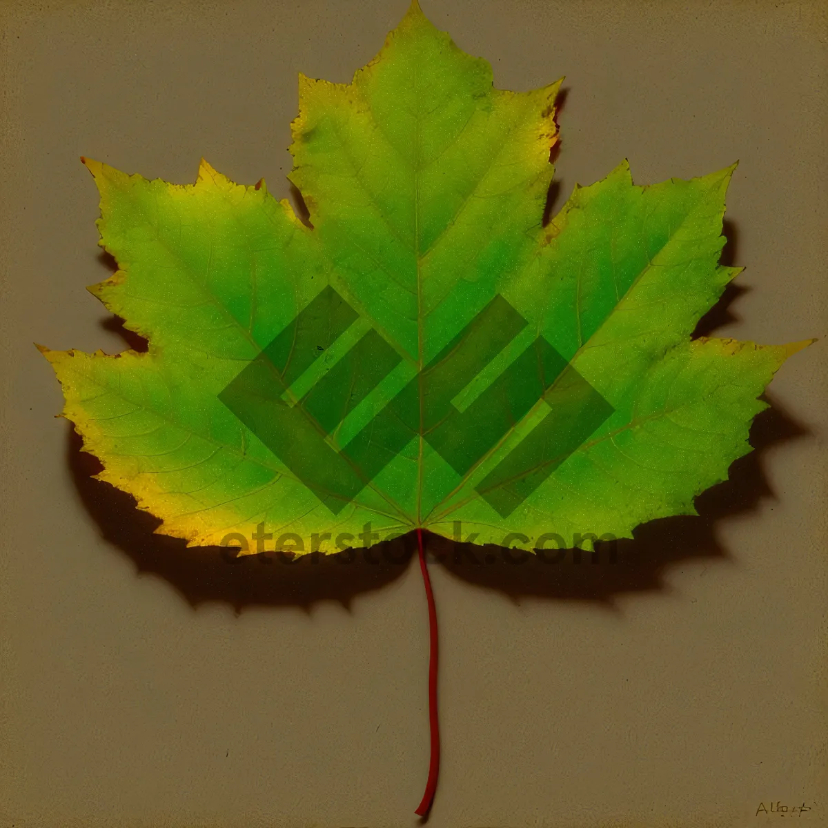 Picture of Vibrant Fall Maple Leaf in Autumn Forest