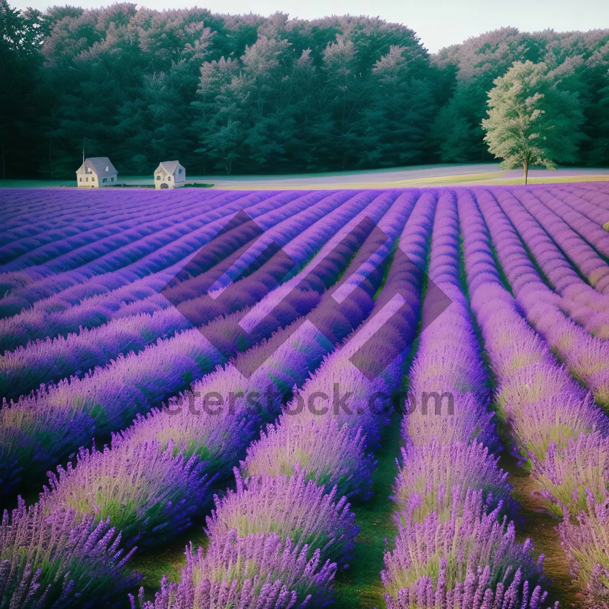 Picture of Purple Lavender Field Blooming with Colorful Flowers