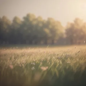 Vibrant Sunny Wheat Field Landscape