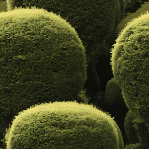 Rural Tennis: Farm Field Maze with Sheep and Ball