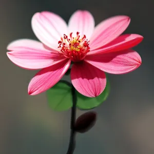 Pink Daisy Blossom in Full Bloom