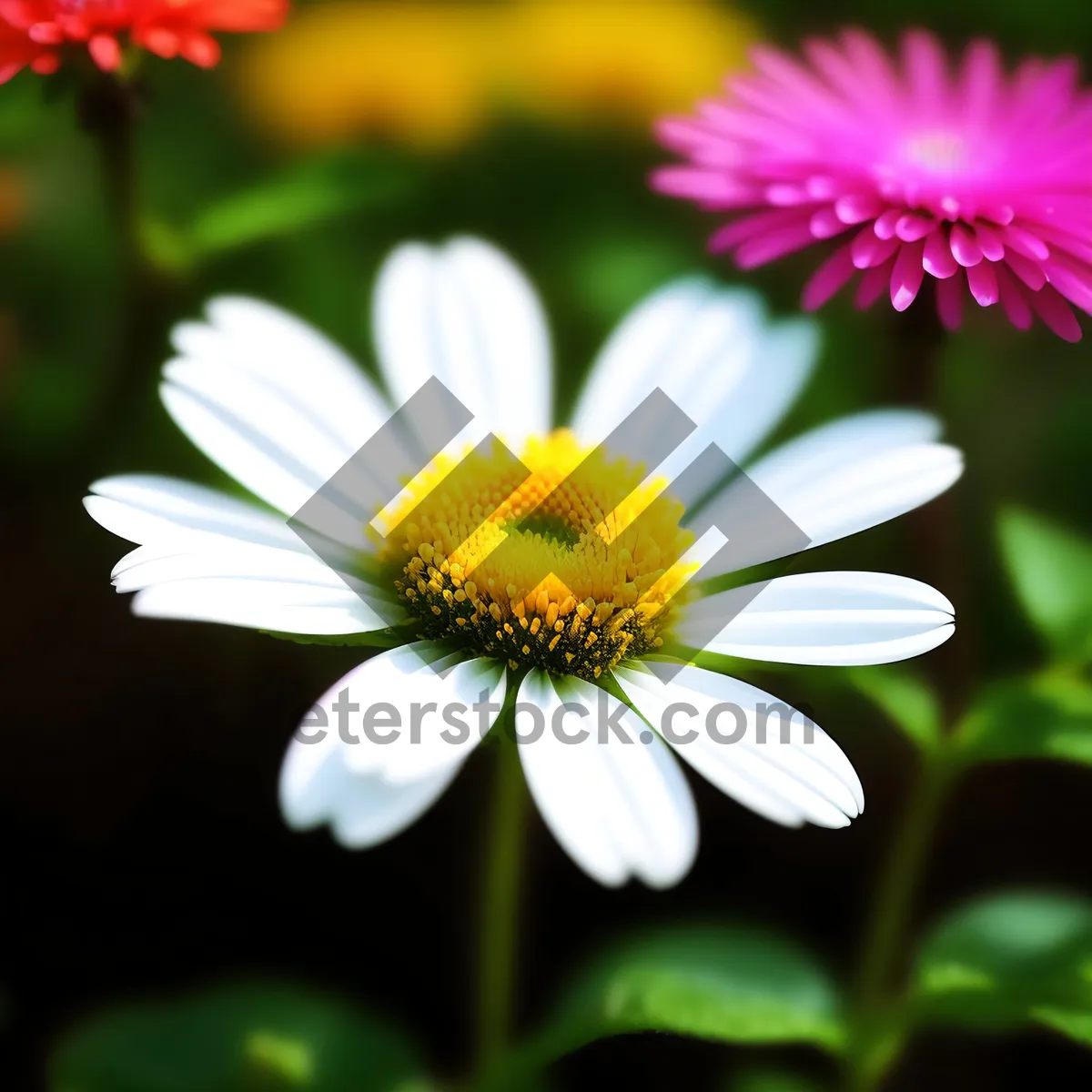 Picture of Bright Yellow Chamomile Blooming in Summer Meadow