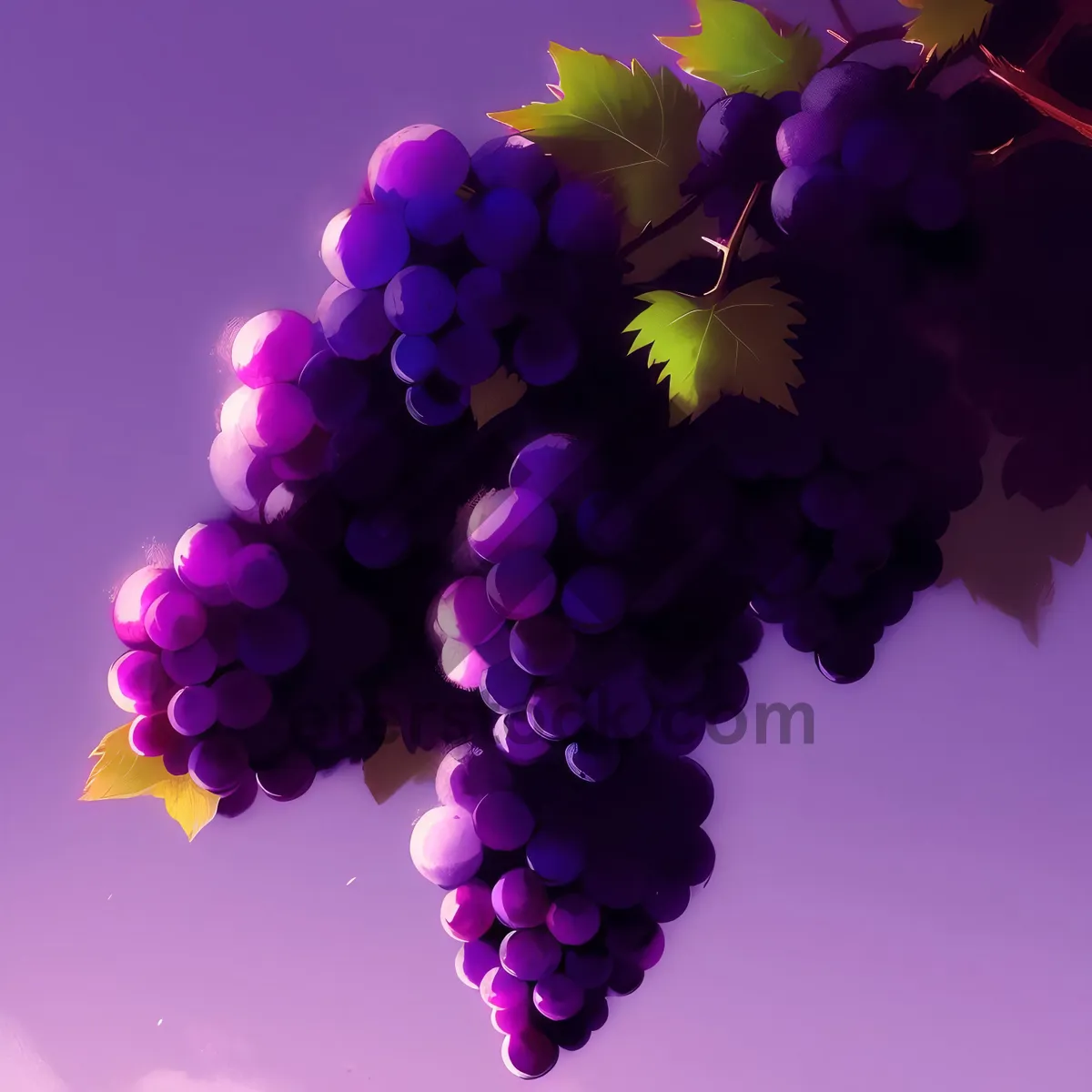 Picture of Lilac Grape Vineyard Delight