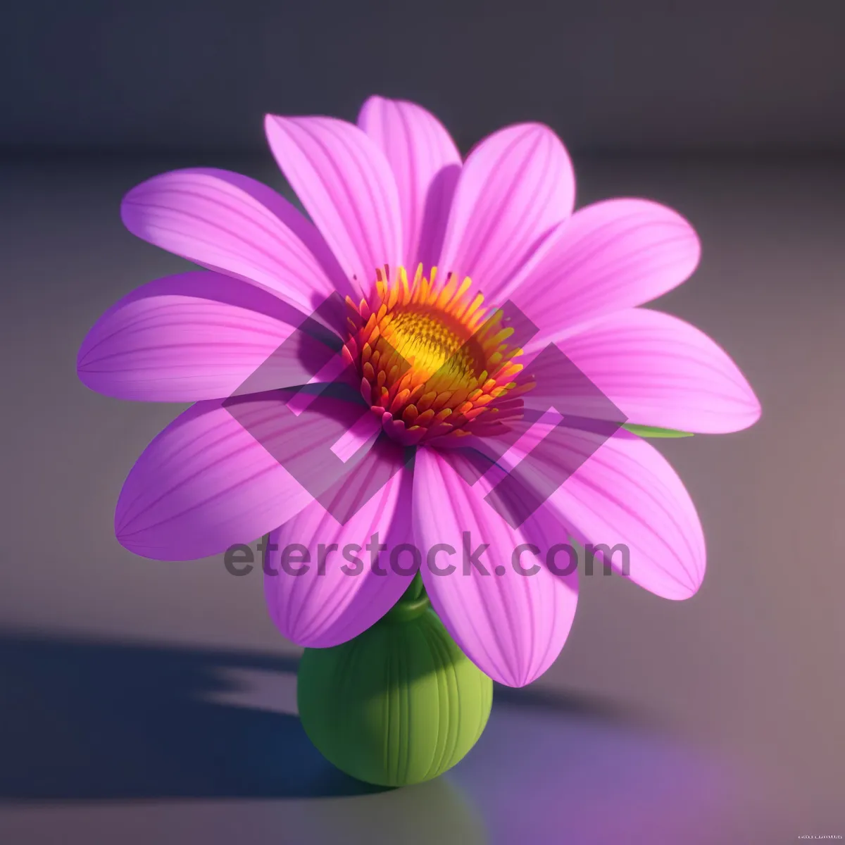 Picture of Vibrant Pink Daisy Blossom in Full Bloom