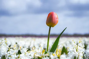 Colorful Tulip Blossoms in Vibrant Spring Garden