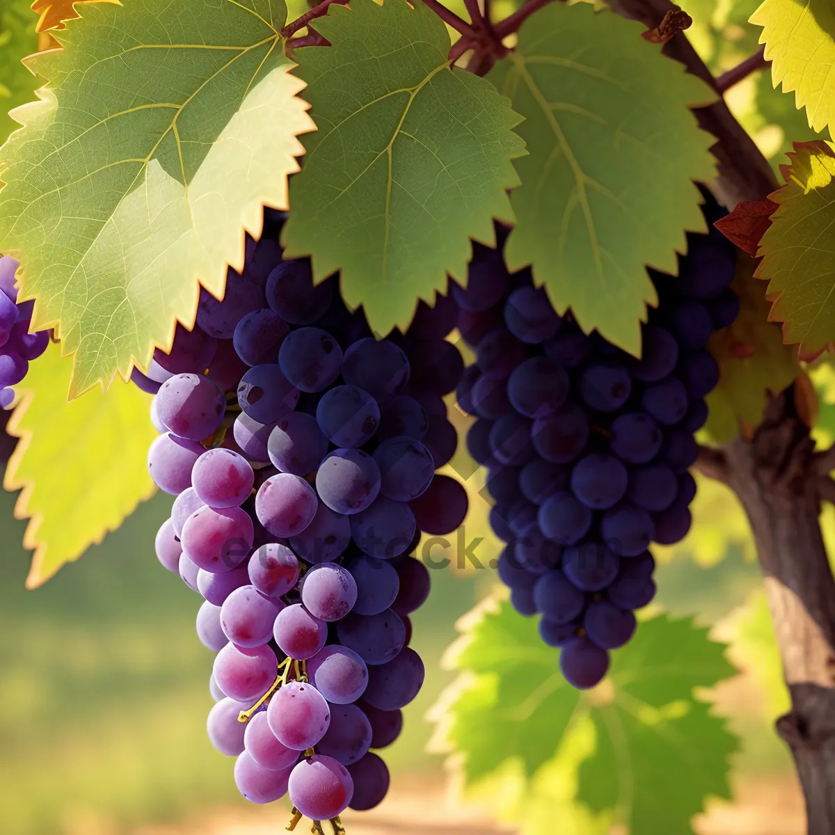 Picture of Juicy Vineyard Grapes for Organic Winery