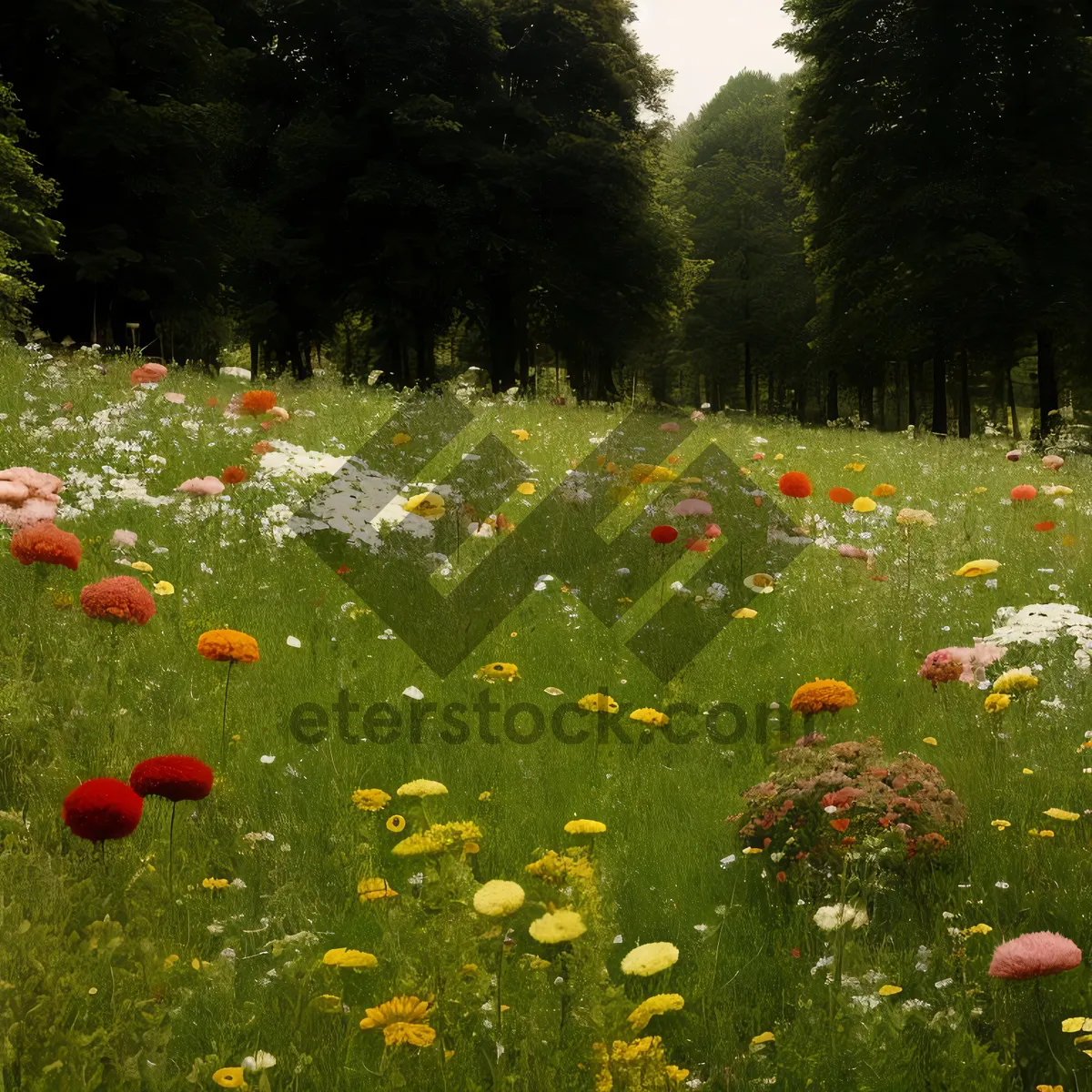 Picture of Blooming Poppy Fields in Sunny Meadow