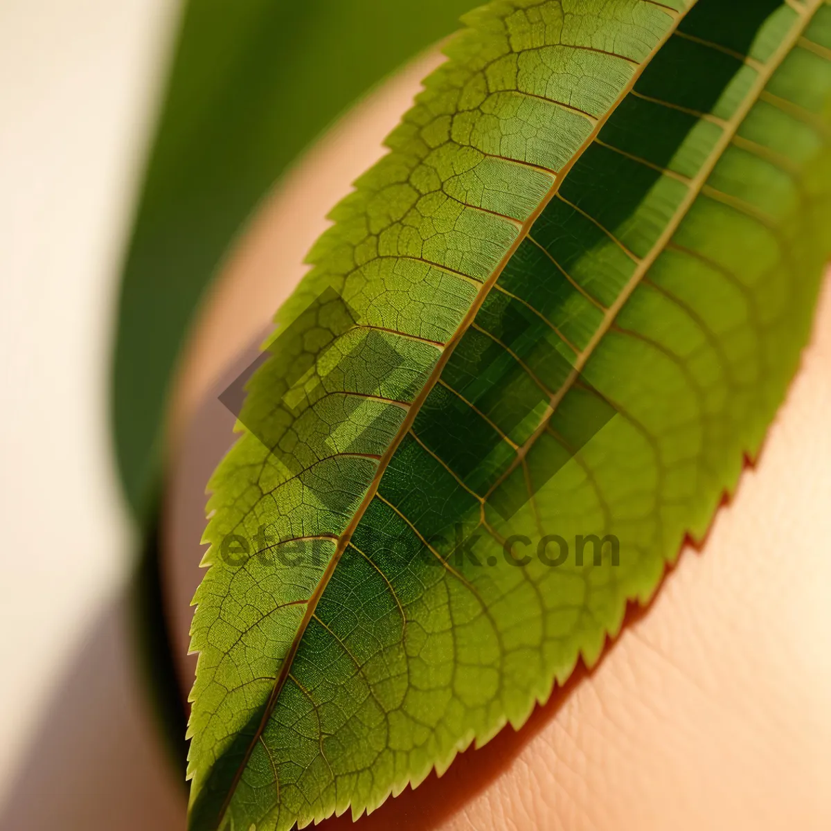 Picture of Sumac Leaf in Blooming Garden