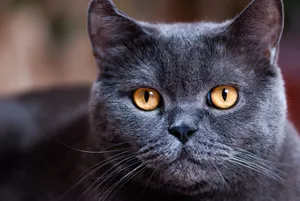 Pretty Gray Kitten with Curious Eyes and Whiskers