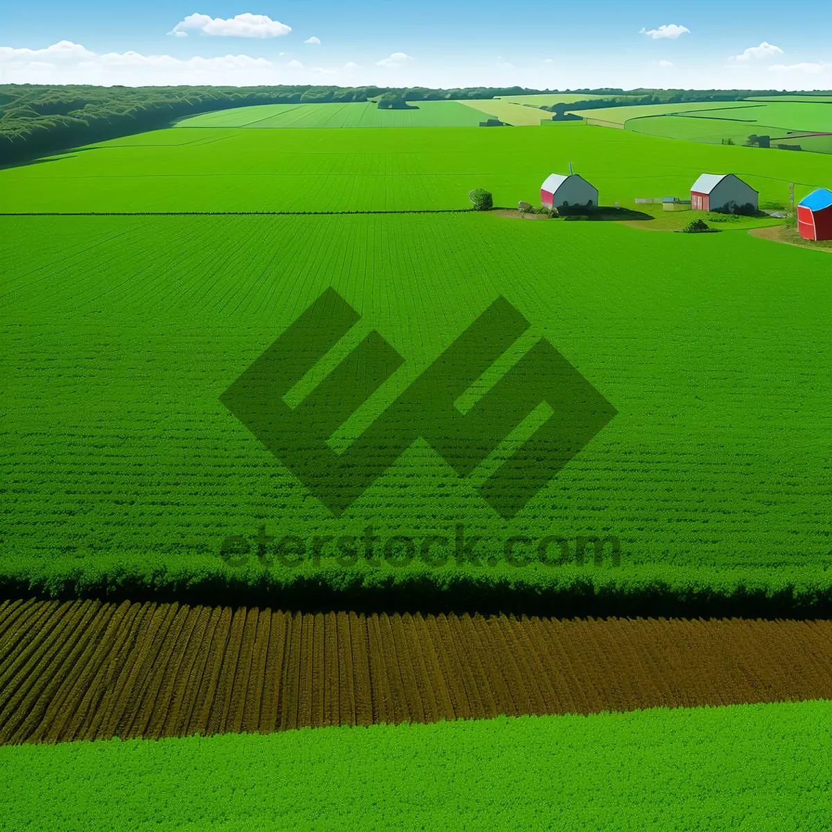 Picture of Serene Summer Wheat Field Under Clear Blue Sky