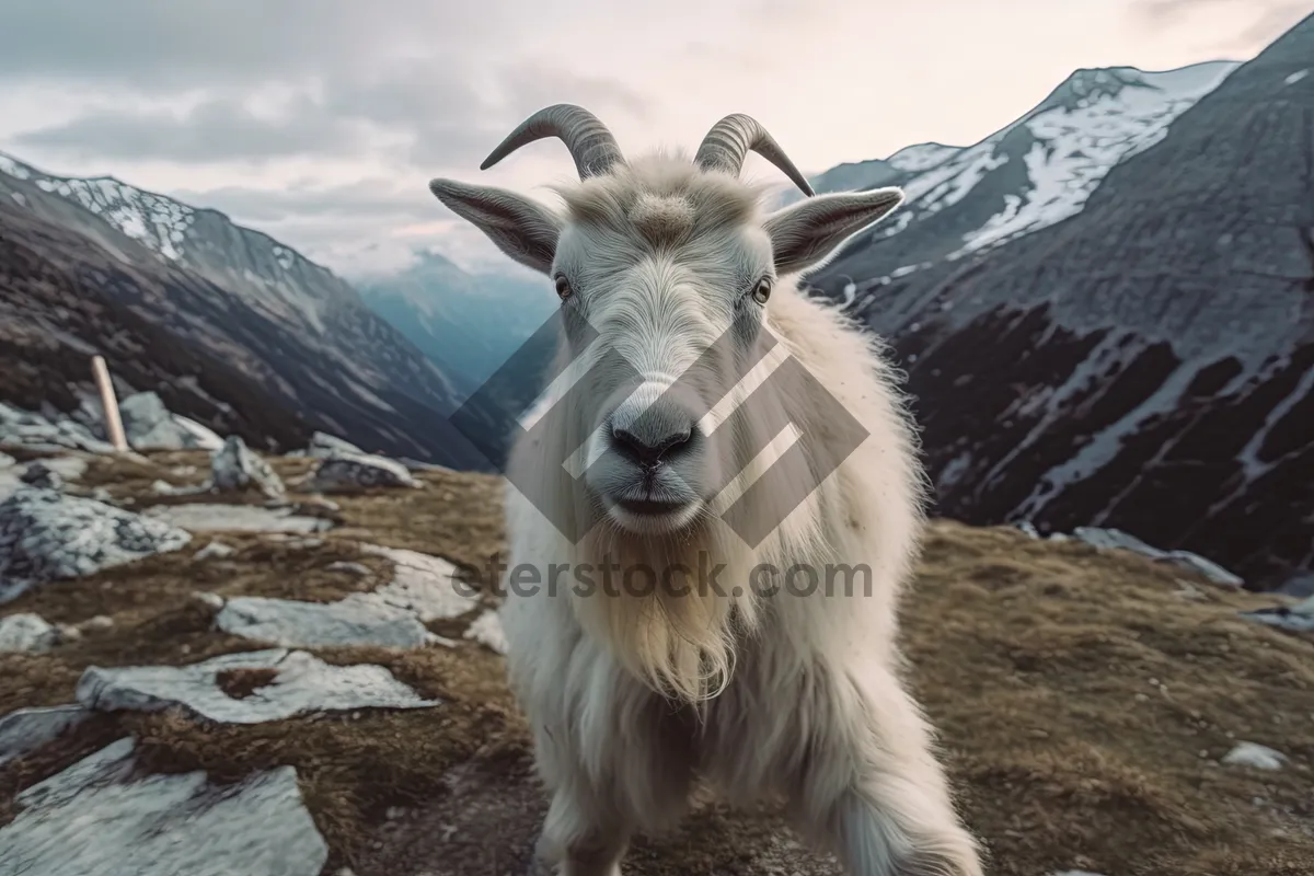 Picture of Rural livestock in open grassy field