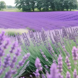 Colorful Lavender Blooms in Rural Meadow