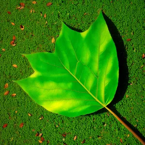 Vibrant Spring Foliage with Intricate Leaf Veins