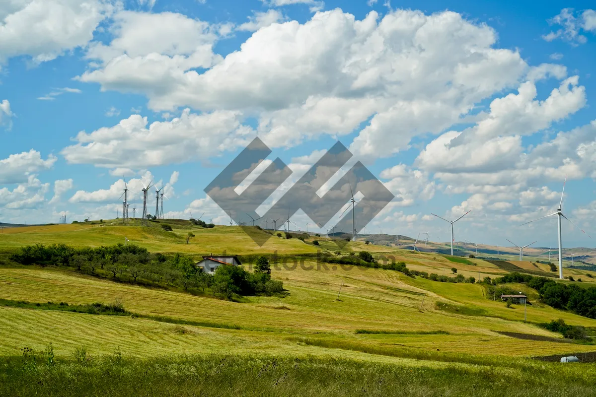 Picture of Summer landscape with tree and clouds