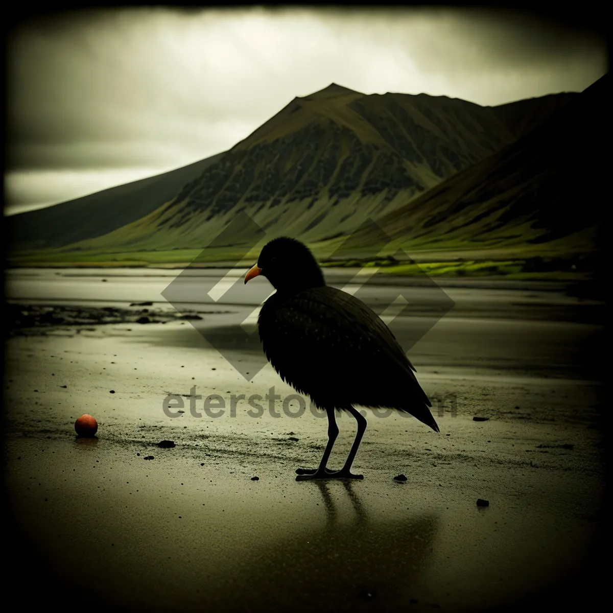 Picture of Golden Shorebird Silhouette at Sunset