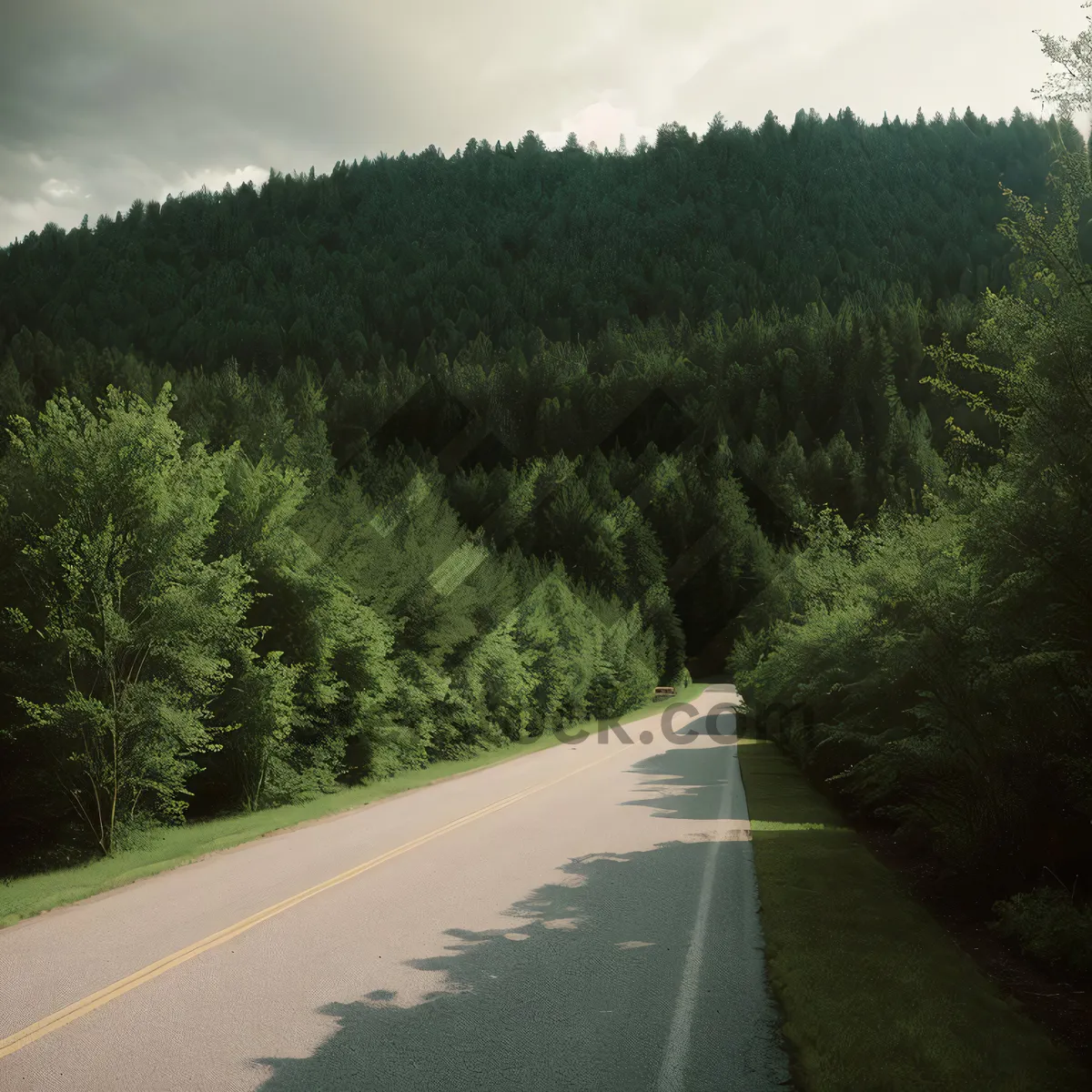 Picture of Serene Summer Drive through Rural Landscape