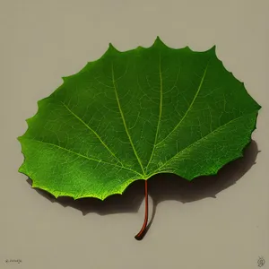 Fresh Spring Foliage of Rhubarb Plant