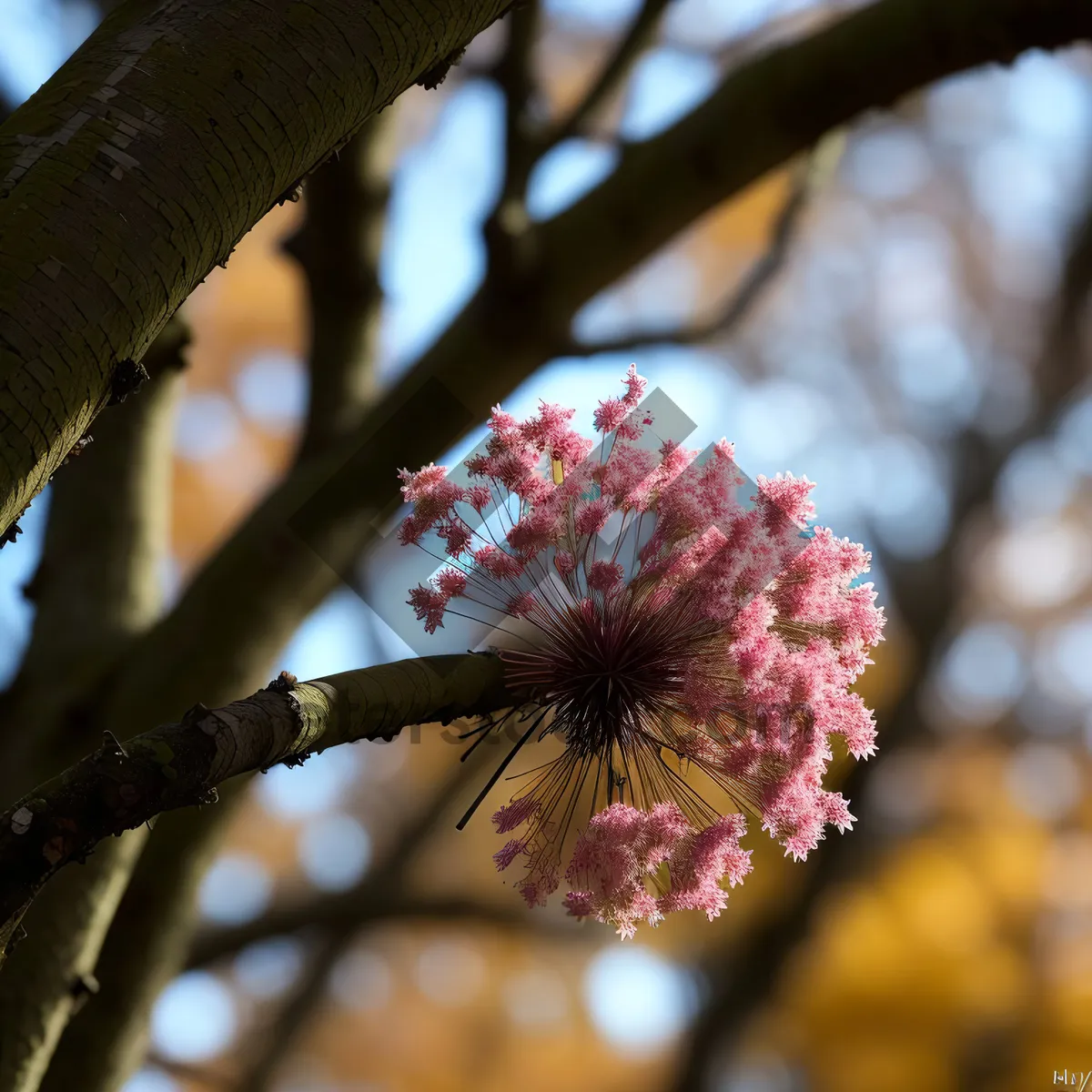 Picture of Blossoming Eucalyptus Tree against Pink Sky