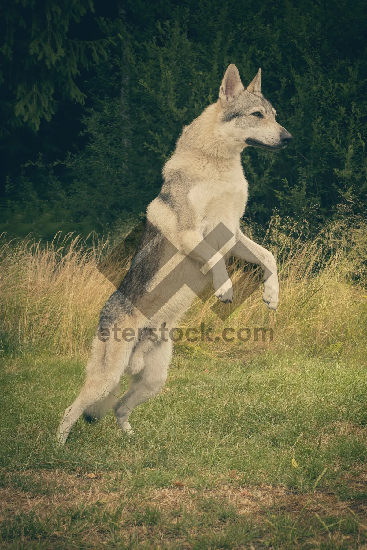 Picture of Cute white wolf sled dog in grass