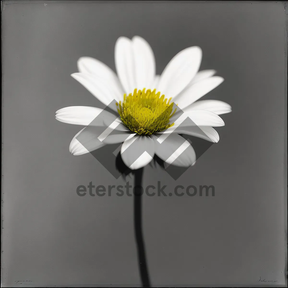 Picture of Vibrant Blooming Chamomile in Fresh Meadow