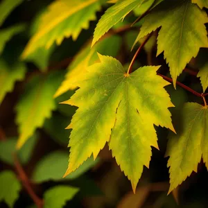 Vibrant Maple Leaf in Autumn Forest