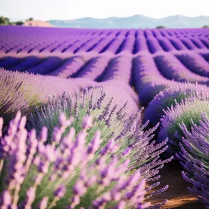 Colorful Lavender Field in the Countryside