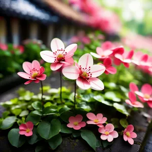 Blooming Pink Floral Petals in Spring Garden