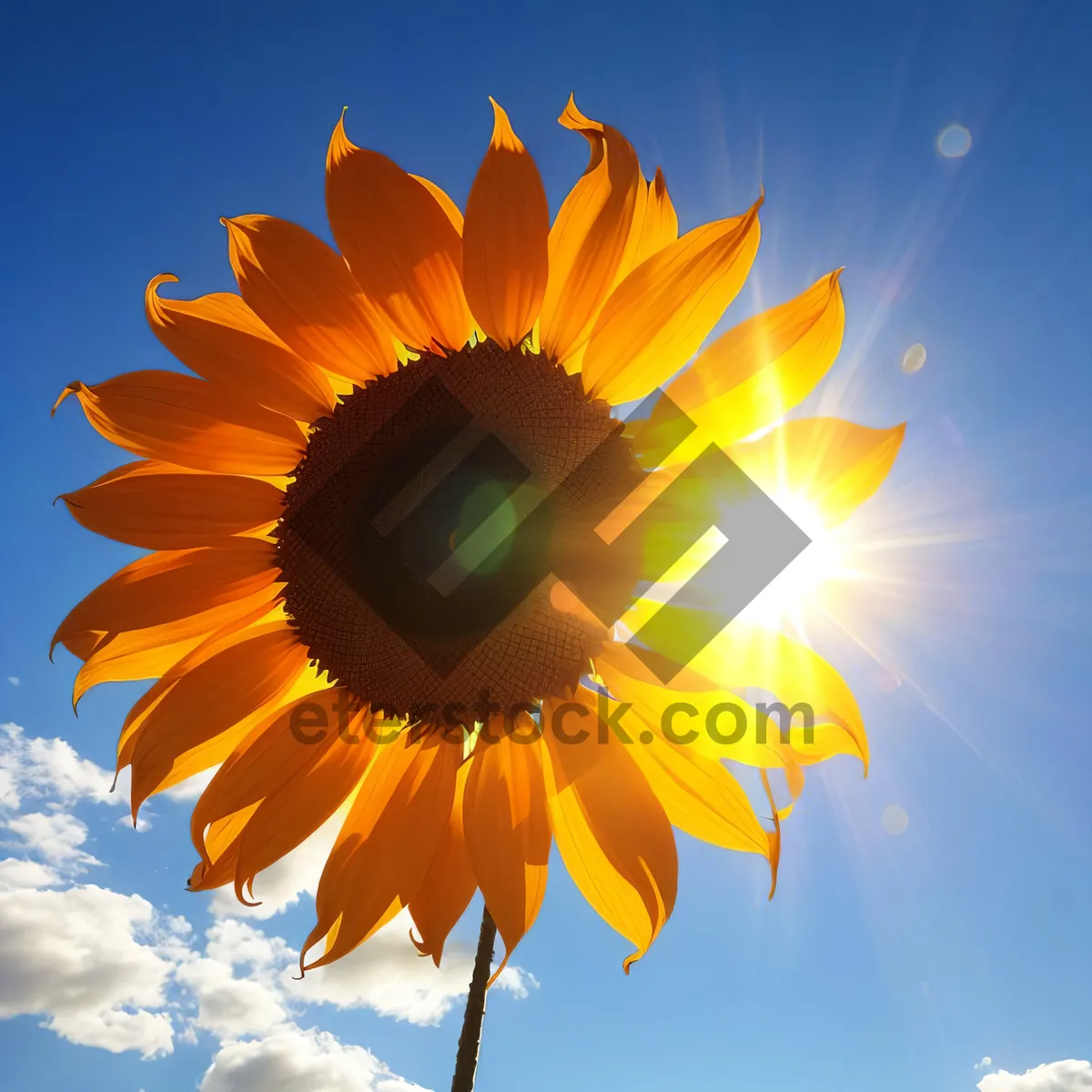 Picture of Vibrant Sunflower Blossom in Sunny Garden