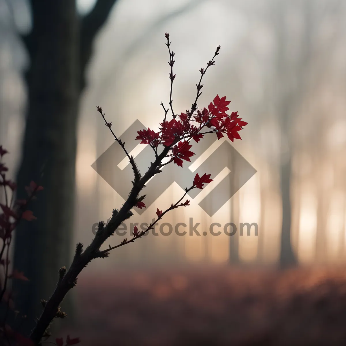 Picture of Snowy Cherry Blossoms against Pink Sky