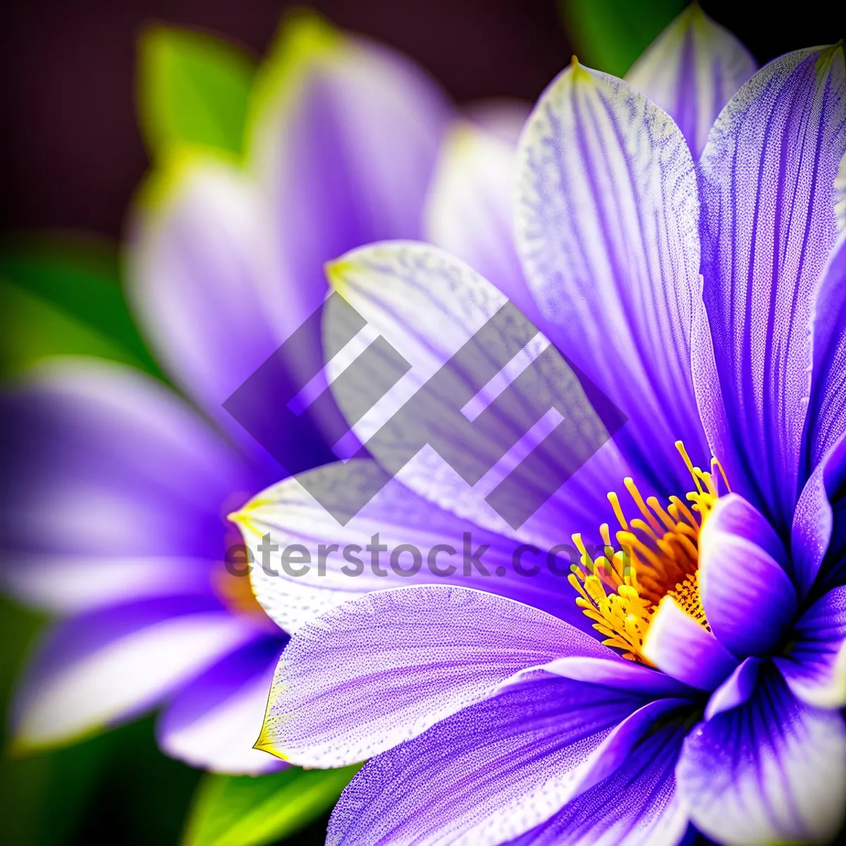 Picture of Vibrant Spring Blooms: Purple and Pink Petals