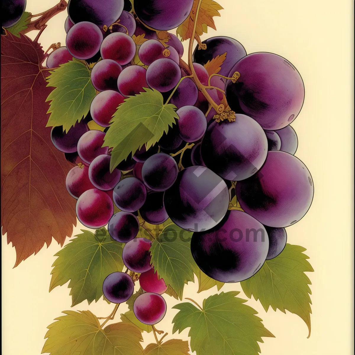 Picture of Fresh, Juicy Concord Grapes in Vineyard Harvest