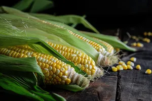 Organic Yellow Corn Cob with Fresh Kernels.