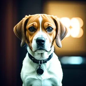 Adorable Purebred Beagle Puppy with Collar