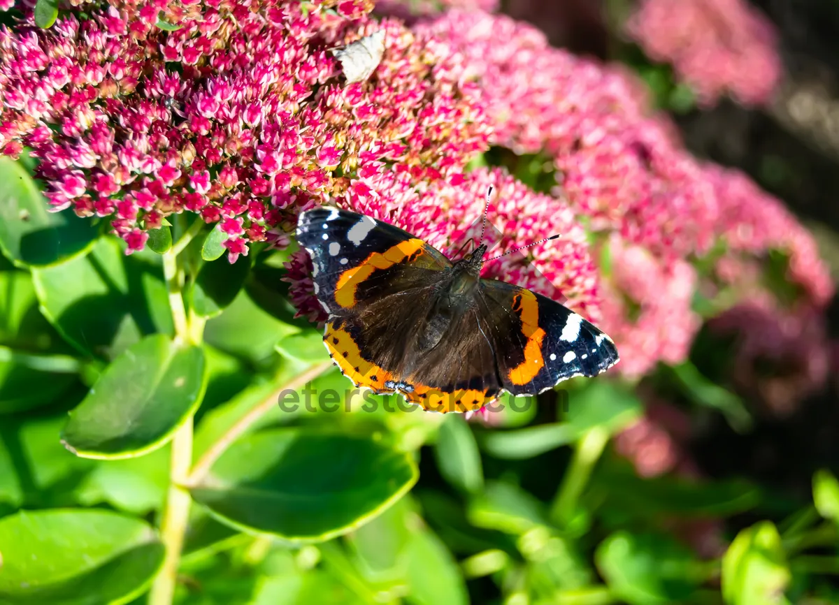 Picture of Colorful Butterfly on Orange and Yellow Flower