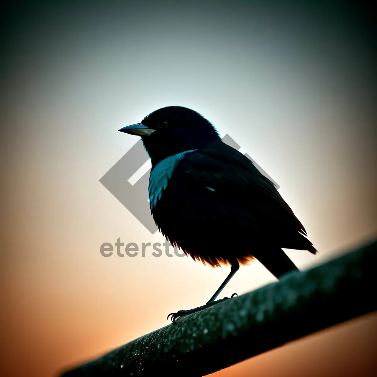 Picture of Wild Magpie Bird with Beautiful Feathers