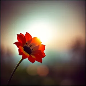 Petal-filled Scarlet Pimpernel Flower in Vibrant Garden