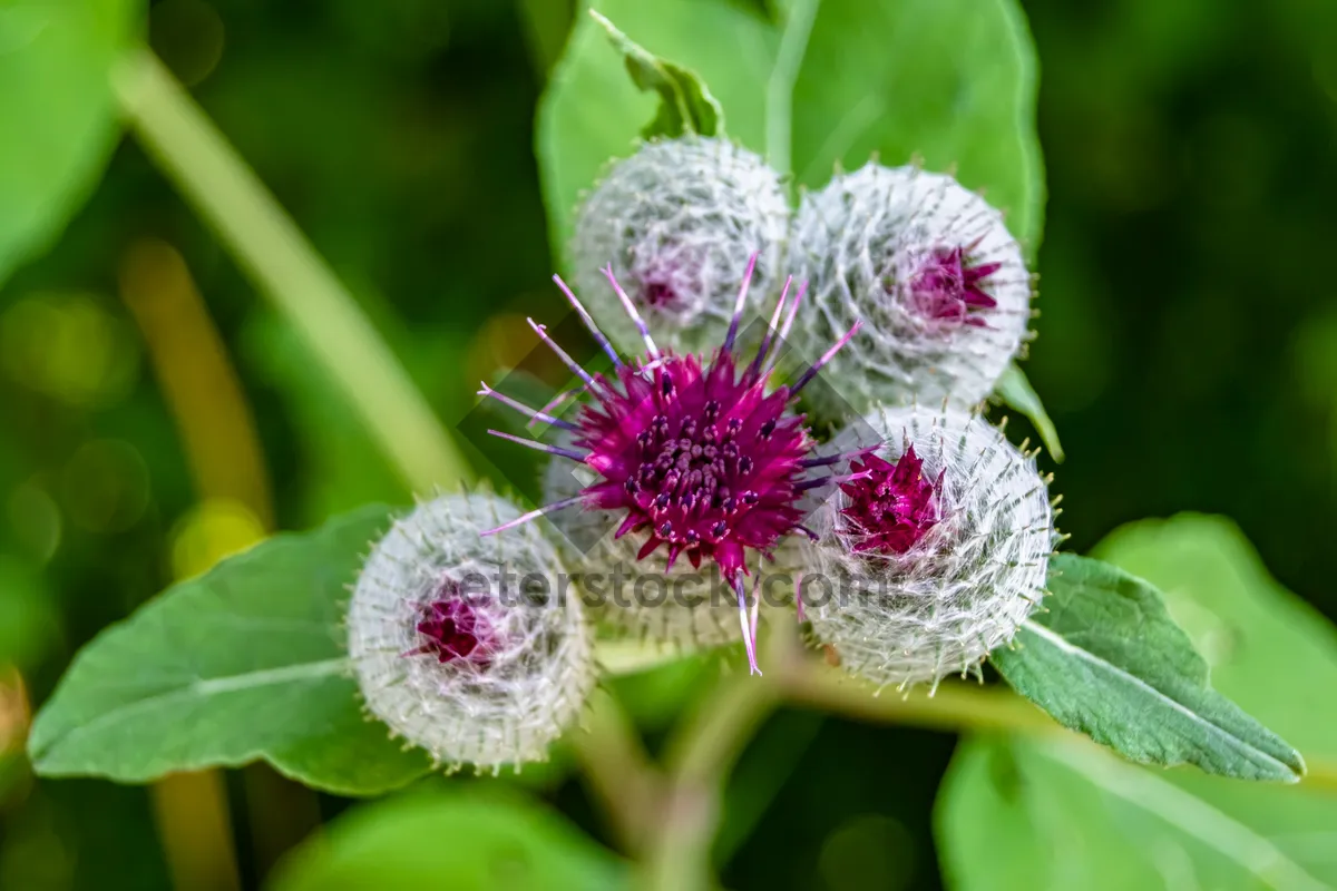 Picture of Pink Spirea Blossom in Summer Garden