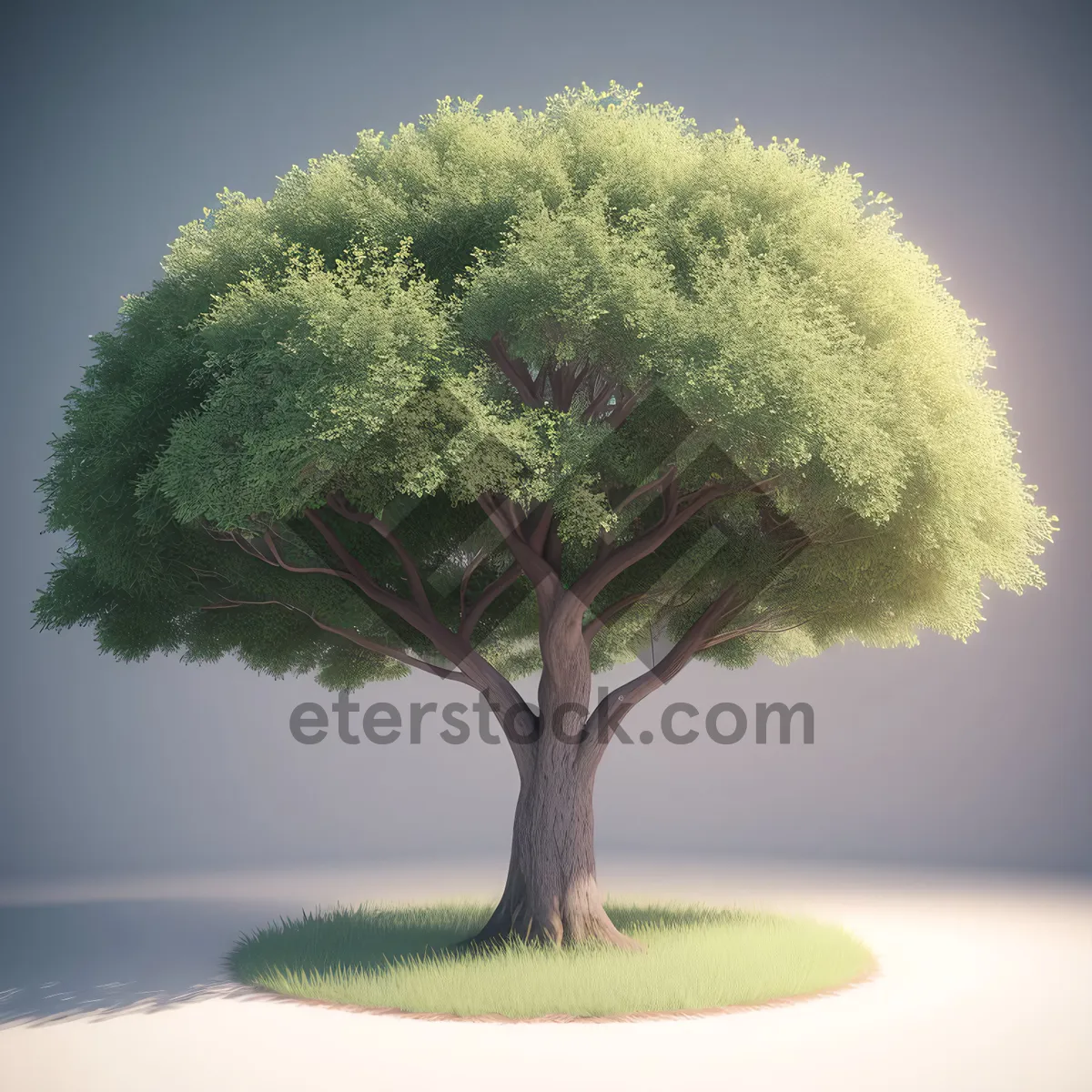 Picture of Bonsai Tree: Nature's Miniature Woody Splendor