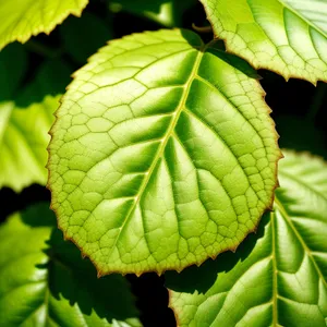 Fresh Green Foliage in a Lush Forest