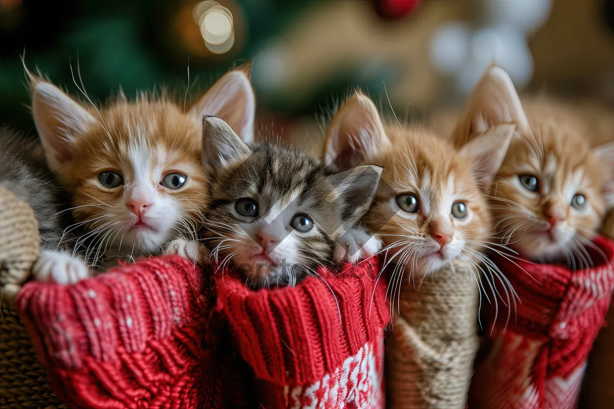 Picture of Fluffy Tabby Kitten with Cute Expression