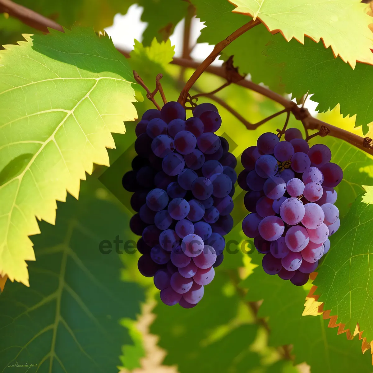 Picture of Bountiful Harvest: Vineyard's Abundant Grape Cluster