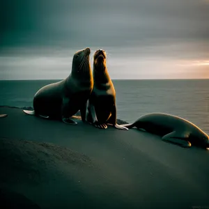 Serenity by the Shoreline: Sunset on a Sea Lion-Filled Coast