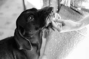 Adorable Brown Flat-Coated Retriever Puppy Portrait.