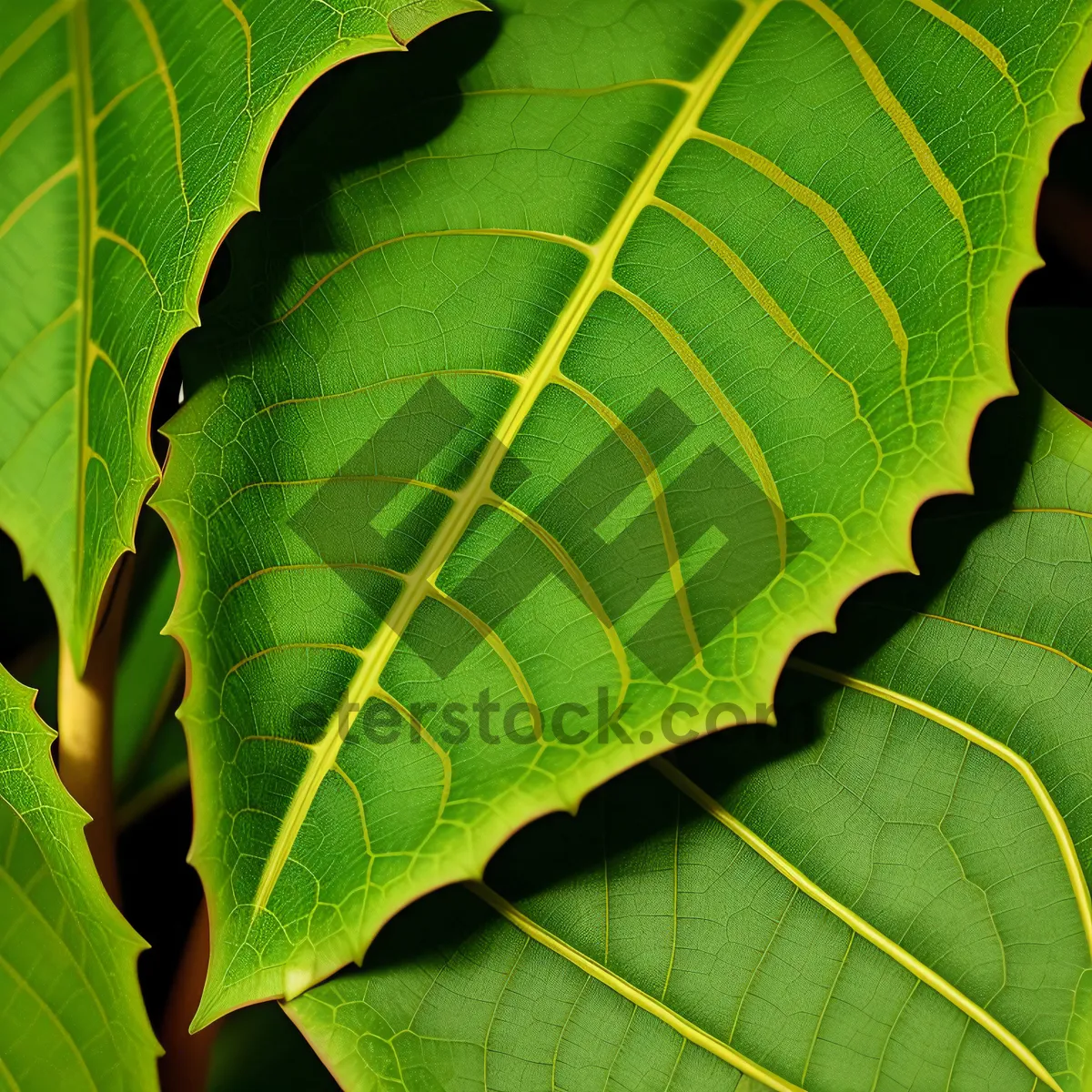 Picture of Fresh Green Leaf Pattern on Sumac Shrub