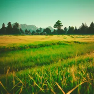 Vibrant Summer Cereal Field Under Sunny Sky