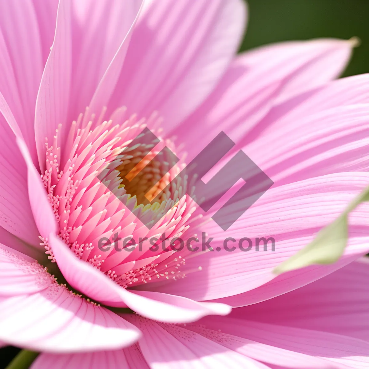 Picture of Vibrant Spring Garden Blooming with Colorful Flowers