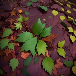 Vibrant Autumn Maple Leaf in Colorful Forest.