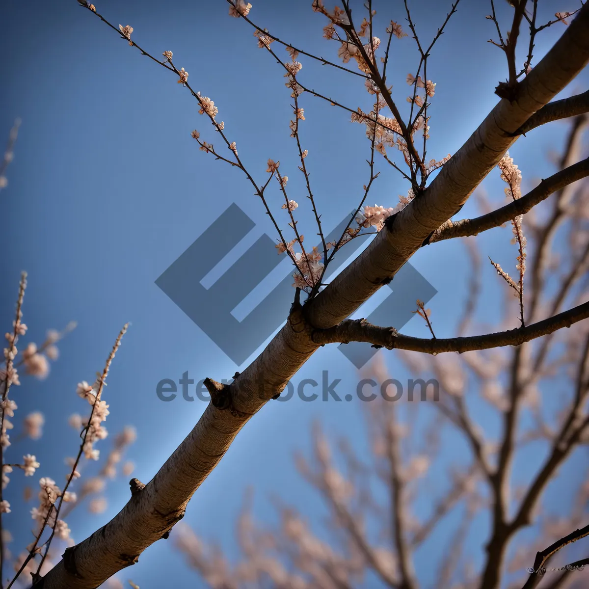 Picture of Serene Winter Landscape with Majestic Trees