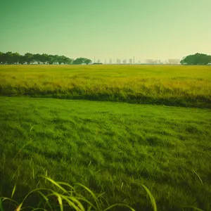 Golden Harvest: Rice Field Under Autumn Sky