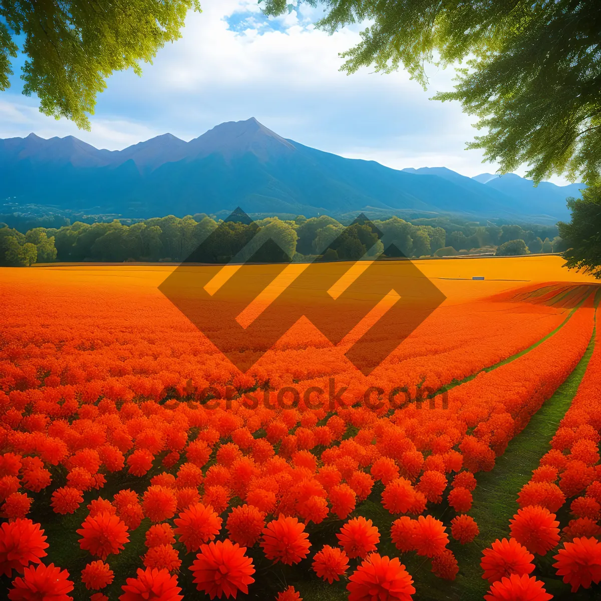 Picture of Colorful Spring Tulip Garden in Rural Park.